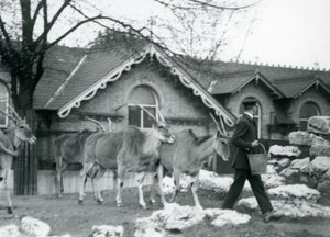 Vier Elanden volgen hun verzorger, tijdens voedertijd, in de paddock buiten het Antelope House, London Zoo, juni 1925 door Frederick William Bond