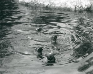 Vier koningspinguïns zwemmend in hun zwembad in de London Zoo, juni 1927