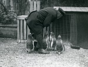 Gentoo-pinguïns met verzorger Albert White, London Zoo, c.1914