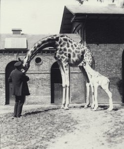 Giraffe met 3 dagen oude baby en verzorger in de dierentuin van Londen, 1914 door Frederick William Bond