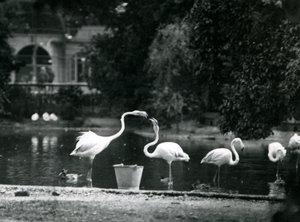 Grote flamingo