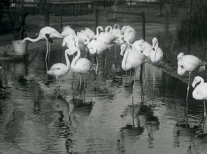 Grote Flamingo