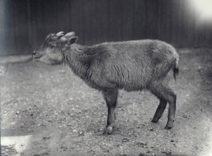 Himalaya Goral in de London Zoo, 1914 door Frederick William Bond