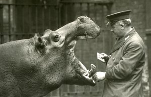 Nijlpaard Bobbie met verzorger Ernie Bowman, London Zoo, 1927