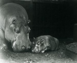 Nijlpaard Joan met haar mannelijke kalf Jimmy in de London Zoo in maart 1927 door Frederick William Bond
