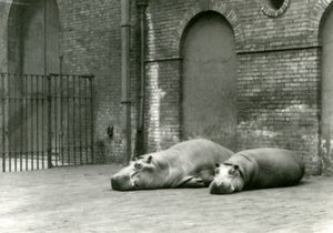 Nijlpaarden Bobbie en Joan in London Zoo, juli 1923 door Frederick William Bond