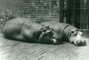 Nijlpaarden Bobbie en Joan liggend in hun verblijf in de London Zoo, juli 1923 door Frederick William Bond