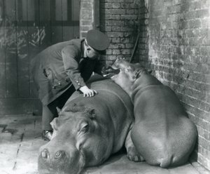 Nijlpaarden Joan en Jimmy in London Zoo in 1927