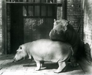 Nijlpaarden Joan en Jimmy in de London Zoo in 1927 door Frederick William Bond