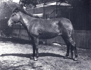 Hybride zebra-paard in de Londense Dierentuin, juli 1916
