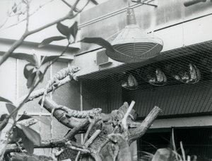 Leguanen, zonnend op takken, genietend van het kunstmatige zonlicht in hun verblijf, London Zoo, augustus 1928
