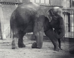 Indiase Olifant, Assam Lukhi, knielend met verzorger in de Londense Dierentuin, april 1914 door Frederick William Bond