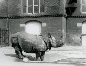 Indische neushoorn Felix staat aan de rand van zijn zwembad in de London Zoo in 1927 door Frederick William Bond