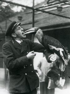 Verzorger T. Raggett voedt een Grote Indische Neushoornvogel met een vrucht in zijn mond. London Zoo 1924