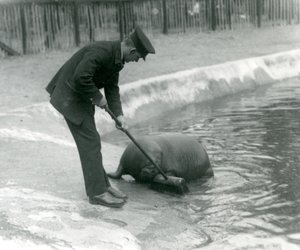 Verzorger Arthur Chandler veegt het walrusbad, London Zoo door Frederick William Bond