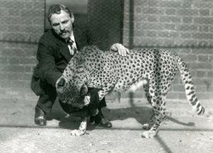 Verzorger Charles Dixon met een speelse cheeta in de Londense dierentuin, oktober 1922 door Frederick William Bond