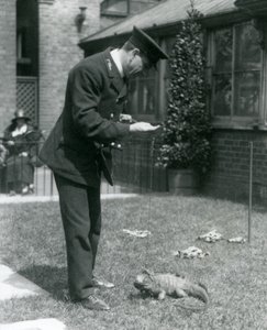 Verzorger Collins op een grasveld in de Londense dierentuin met een bewolkte rotsleguaan aan een lijn, Londense dierentuin, 1924