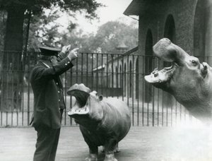 Verzorger Ernie Bowman met nijlpaarden Bobbie en Joan in London Zoo, juli 1923