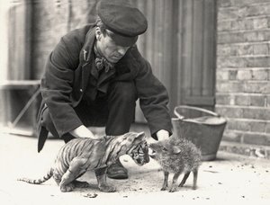 Beheerder, H. Warwick, met een tijgerwelp en een pekari, genomen in ZSL London Zoo, mei 1914 door Frederick William Bond