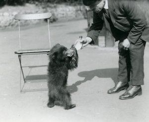 Verzorger Harry Warwick voedt een Luiaardbeerwelp met de fles in de London Zoo, augustus 1921