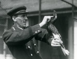 Verzorger Thomas Raggett aait een Grote Indische Neushoornvogel onder zijn snavel, London Zoo