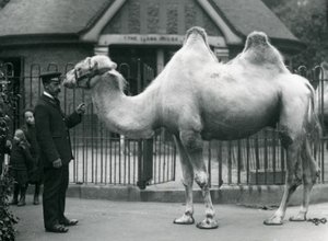 Beheerder W. Styles, met een Bactrische kameel, buiten het Llama House in de dierentuin van Londen, juli 1914 door Frederick William Bond
