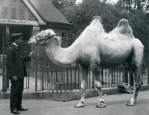 Beheerder W. Styles, met een Bactrische Kameel, buiten het Lama Huis in de Dierentuin van Londen, juli 1914 door Frederick William Bond