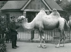 Keeper W. Styles, met een Bactrische kameel, buiten het Llama House in de dierentuin van Londen, juli 1914 door Frederick William Bond