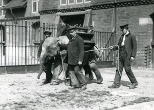 Verzorgers Jack Milbourne, H Robertson en Thomas trainen een jonge Aziatische Olifant, London Zoo, mei 1922 door Frederick William Bond