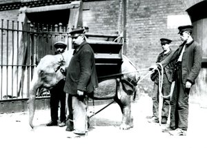 Verzorgers Jack Milbourne, H Robertson en Thomas trainen een jonge Aziatische Olifant, London Zoo, mei 1922 door Frederick William Bond