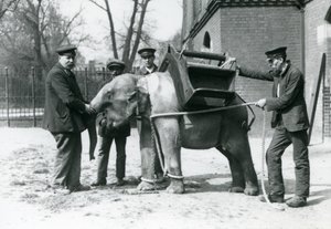 Verzorgers Jack Milbourne, H Robertson en Thomas trainen een jonge Aziatische Olifant, London Zoo, mei 1922 door Frederick William Bond