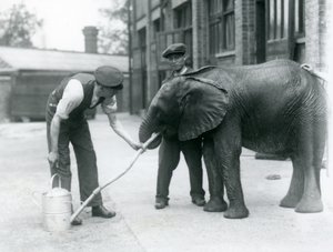 Verzorgers helpen jonge mannelijke Afrikaanse olifant Kiberenge te drinken uit een slang die aan een gieter is bevestigd, London Zoo