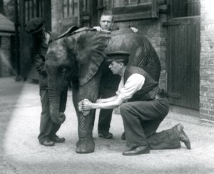 Verzorgers oliën de huid van de jonge mannelijke Afrikaanse olifant Kiberenge, Londense dierentuin, juli 1924
