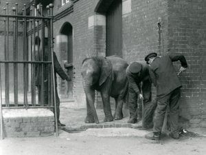 Verzorgers met jonge mannelijke Afrikaanse olifant Kiberenge, London Zoo, 1924