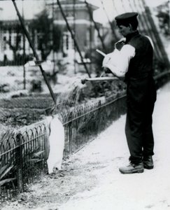 Koningspinguïn, krijgt een douche van verzorger Harry Munro met een gieter in de London Zoo mei 1914. Munro werd gedood in de Eerste Wereldoorlog, nadat hij in het leger had gediend, in luchtschepen en op anti-onderzeeër