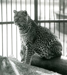 Luipaard Rex zittend op een boomstam in zijn verblijf in de London Zoo in juni 1925 door Frederick William Bond