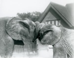 Mannelijke Afrikaanse Olifant Kiberenge en vrouwelijke Afrikaanse Olifant Hango begroeten elkaar door hun slurven te knopen in London Zoo in oktober 1927. Kiberenge was aan London Zoo geschonken door H.E. Sir Horace Byatt door Frederick William Bond