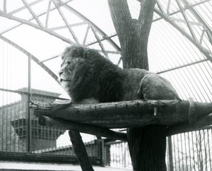 Mannelijke leeuw, 