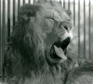 Mannelijke leeuw, Abdullah, geeuwt in zijn verblijf in London Zoo in 1925 door Frederick William Bond