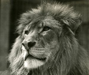 Mannelijke Leeuw Kuja in London Zoo in augustus 1924