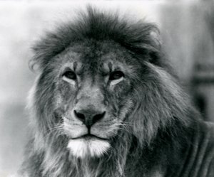 Mannelijke Leeuw Kuja in de London Zoo door Frederick William Bond