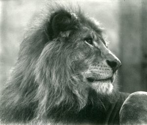 Mannelijke leeuw Kuja in London Zoo in januari 1925 door Frederick William Bond