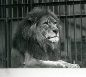 Mannelijke leeuw 