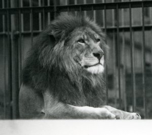 Mannelijke Leeuw Kuja liggend in zijn verblijf in de London Zoo door Frederick William Bond