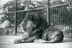 Mannelijke Leeuw Toto ligt in zijn verblijf in de Londense Zoo in september 1927 door Frederick William Bond