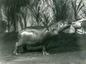 Percy, een jonge Dwergnijlpaard, met de hand gevoerd in de London Zoo, november 1923