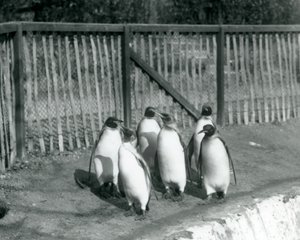 Zes Koningspinguïns wandelend naast hun zwembad in London Zoo in 1927 door Frederick William Bond