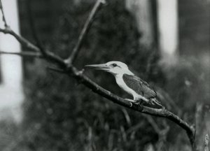 Stork-billed ijsvogel rustend op een tak, deze ondersoort is van de Sulu-archipel in de Filipijnen, London Zoo door Frederick William Bond