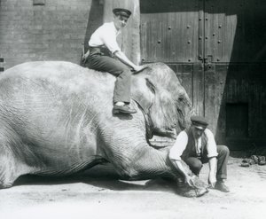Sundermalah krijgt haar voorpoot verzorgd door een verzorger met een vijl, terwijl een andere op haar rug zit, London Zoo, augustus 1926 door Frederick William Bond