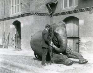Syed Ali traint Indiarani voor het Olifantenhuis, London Zoo, augustus 1923